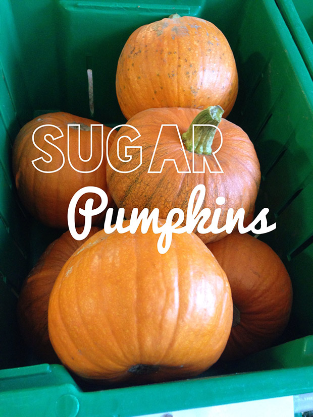 sugar pumpkins